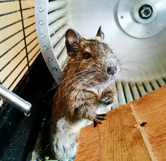 Why Homeowners & Businesses Trust Us Wheeling, IL